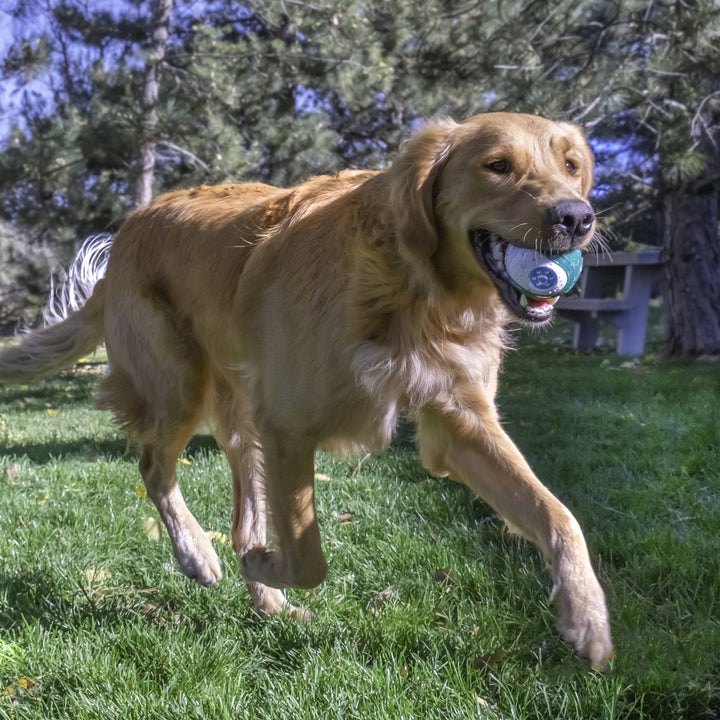 KONG® Dental Ball Dog Chew Toy Large