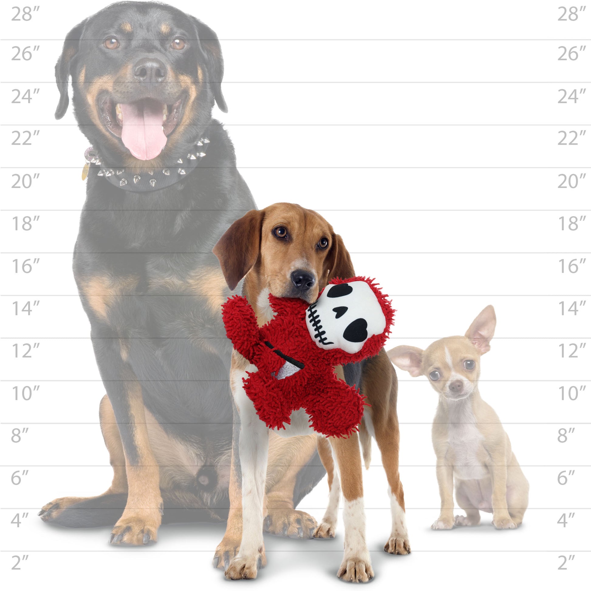 A comparison image showing a medium-sized dog holding the red skeleton plush toy in front of a size chart with a large and small dog.