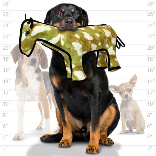 A Rottweiler holding the plush horse toy in its mouth, with size comparison to smaller dogs in the background.