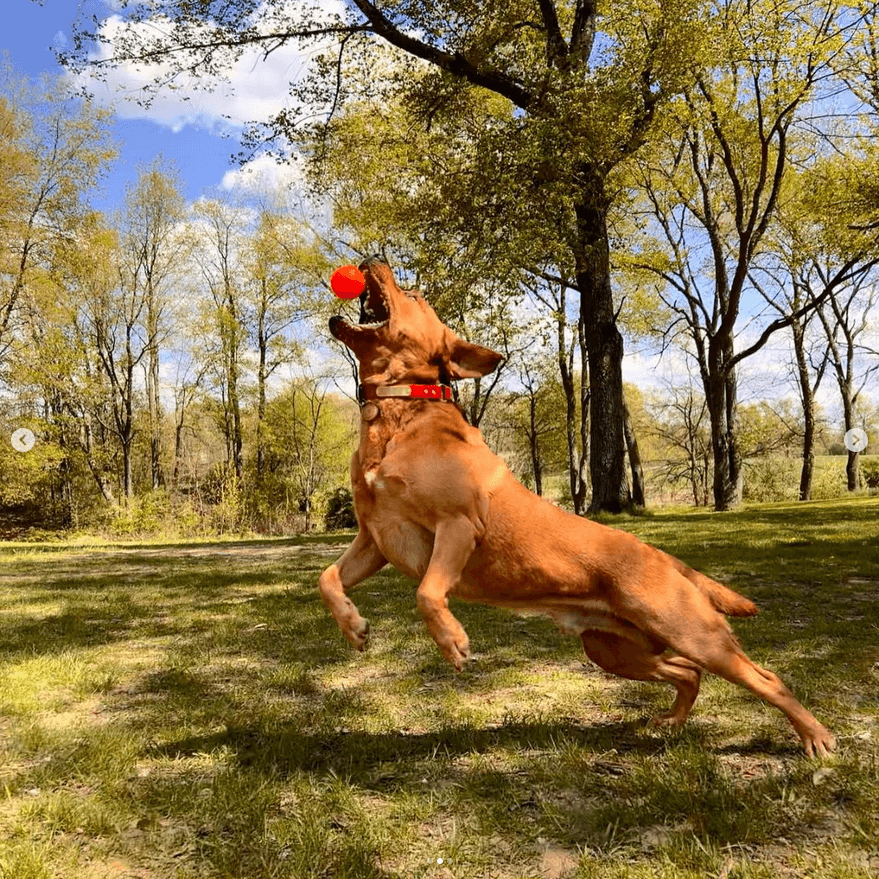 Dog leaping to catch a red ball in a park with trees and grass.