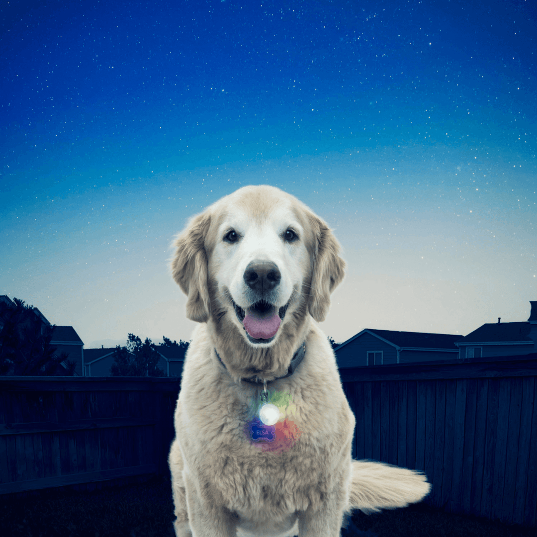 Nite Ize SpotLit® Collar Light - Disc-O Select™