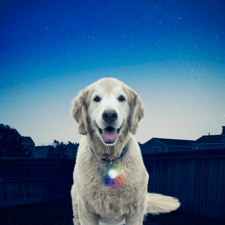 Nite Ize SpotLit® Collar Light - Disc-O Select™