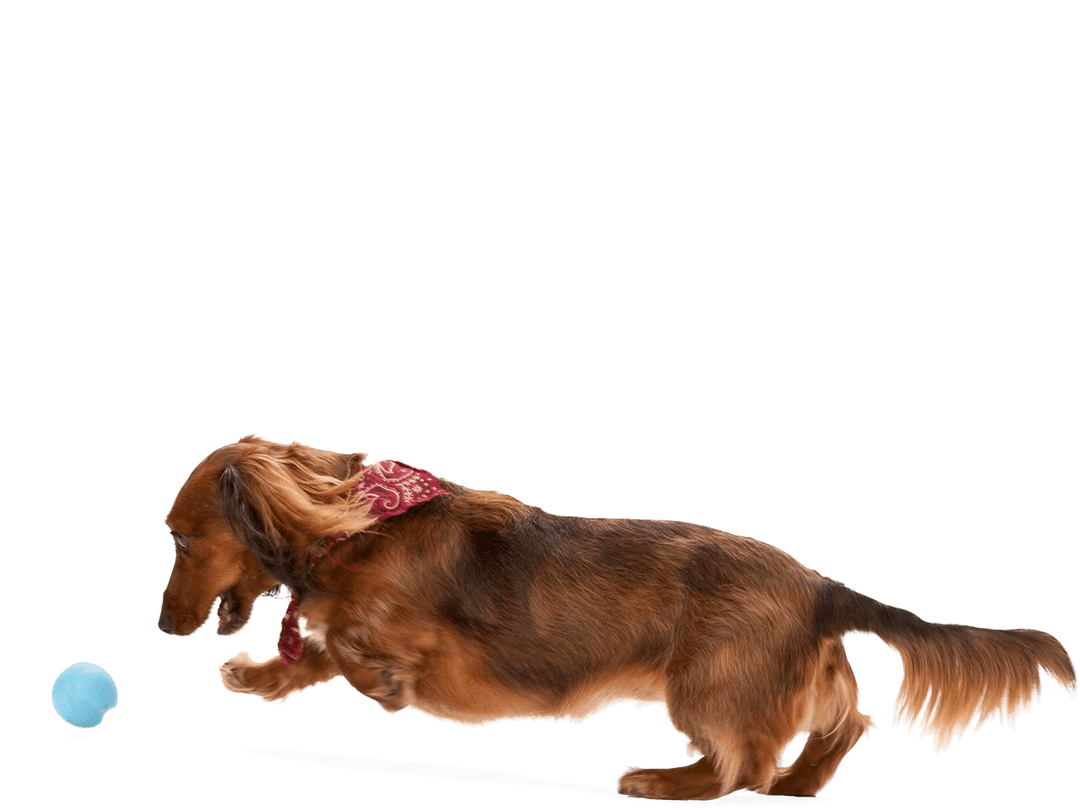 West Paw Jive® Dog Toy Ball for Chew, and Fetch: Granny Smith / Small