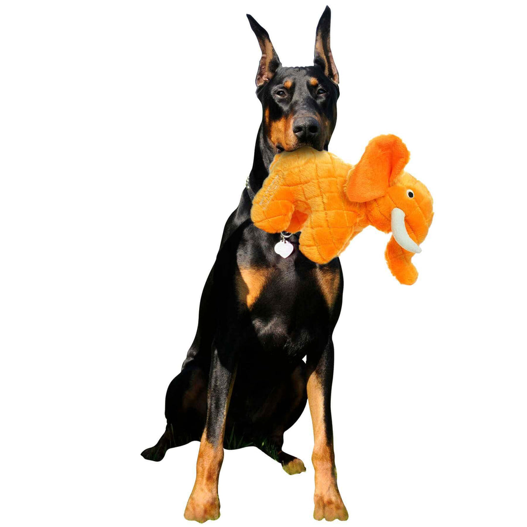 A Doberman pinscher sitting and holding a plush orange elephant-shaped dog toy with white tusks and embroidered eyes in its mouth.