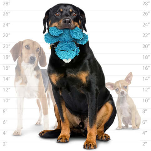 A size comparison image showing a large Rottweiler holding the blue plush monster toy in its mouth, with a size chart in the background featuring two smaller dogs.