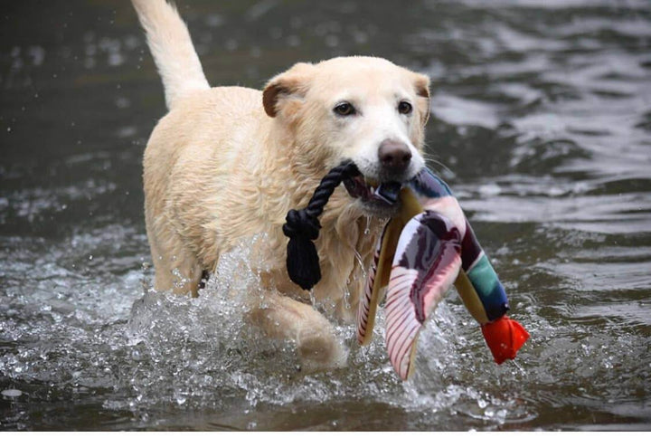 Fly & Fetch Launching Toys: Duck