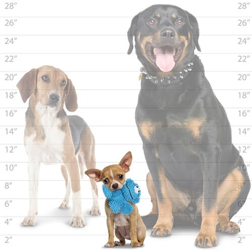 Three dogs of different sizes in front of a height chart. A small dog in the front holds a blue plush toy, with a medium and large dog in the background for size comparison.