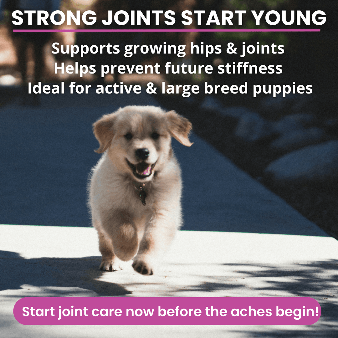 Hip & Joint Mobility Soft Chews for Dogs