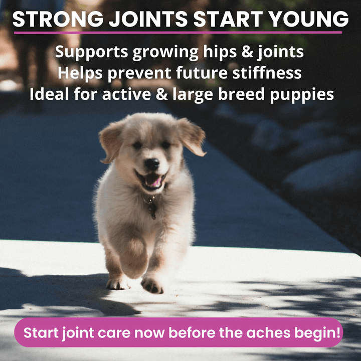 Hip & Joint Mobility Soft Chews for Dogs