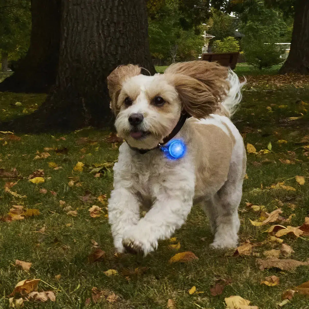 Nite Ize SpotLit® Rechargeable Collar Light - Blue