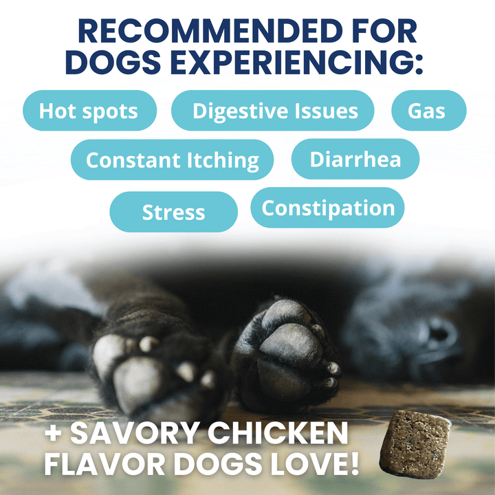 Under the Weather Probiotic Chews for Dogs