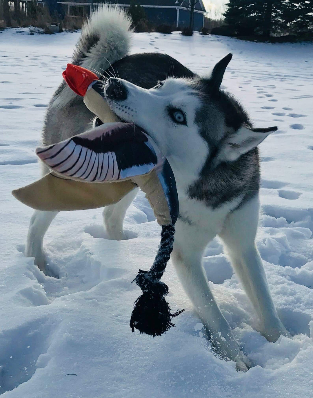 Spunky Pup Fly & Fetch Launching Toys: Eagle