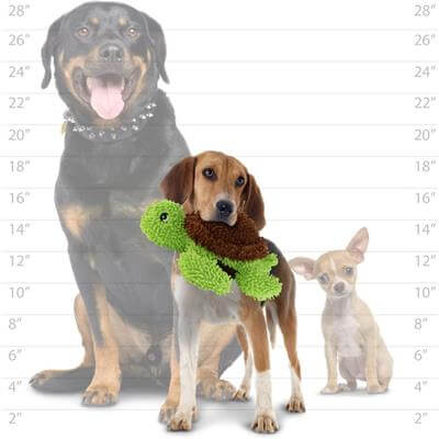 A medium-sized dog holding a plush turtle toy in its mouth, standing in front of a size comparison chart with different dog breeds.