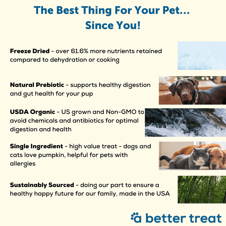 Organic Freeze Dried Pumpkin Dog and Cat Treats