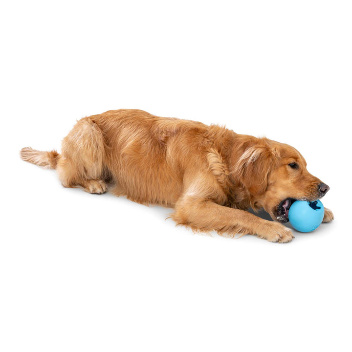 A golden retriever dog lying on a white background, holding a bright blue ball in its mouth.