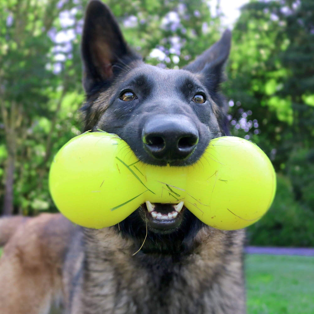 Dog holding two yellow balls in its mouth with a green outdoor background