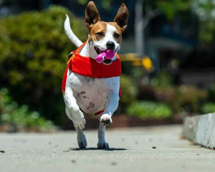 3-Play Turtle Dog Toy: Blue / Medium: Length 6.5"