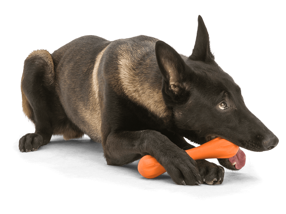 Black dog playing with an orange toy on a transparent background