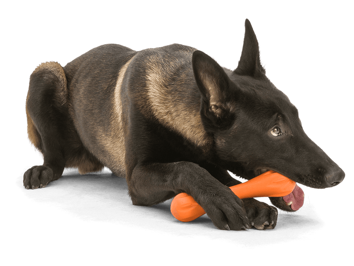 Black dog playing with an orange toy on a transparent background