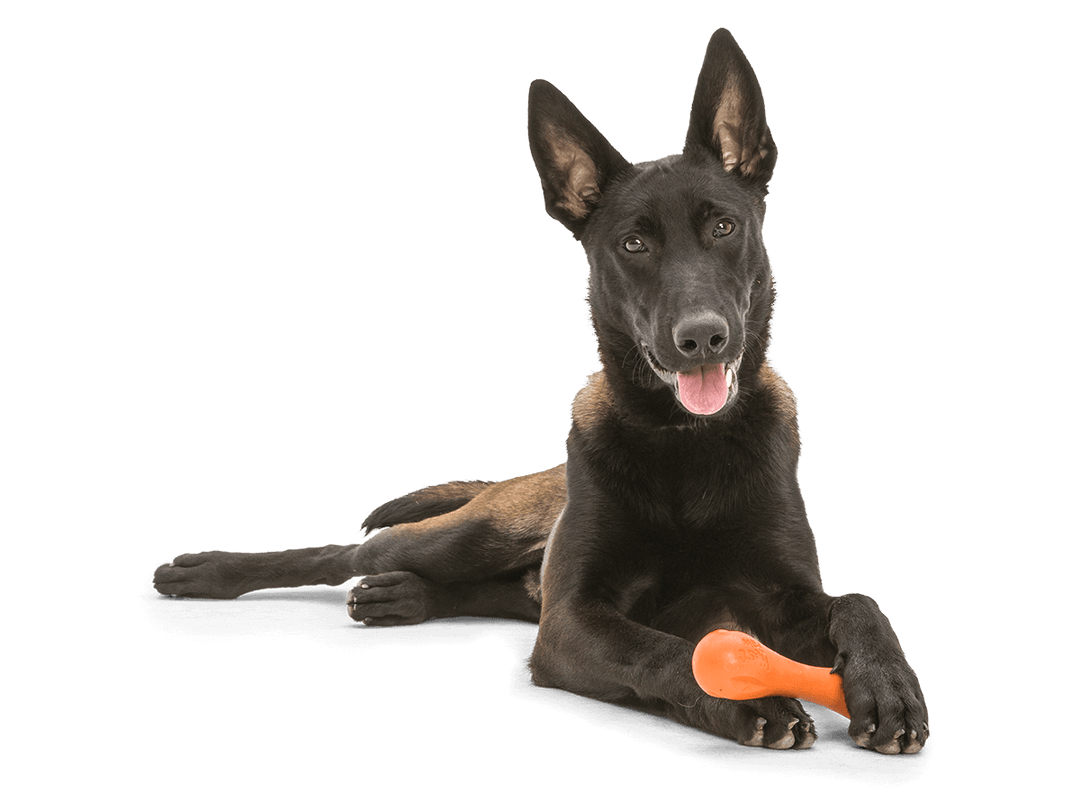 Black dog holding an orange bone toy on a black background