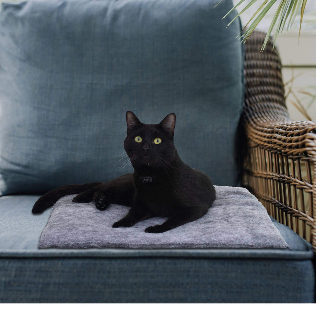Black cat sitting on a gray cushion of a blue sofa with a wicker basket and plant in the background.