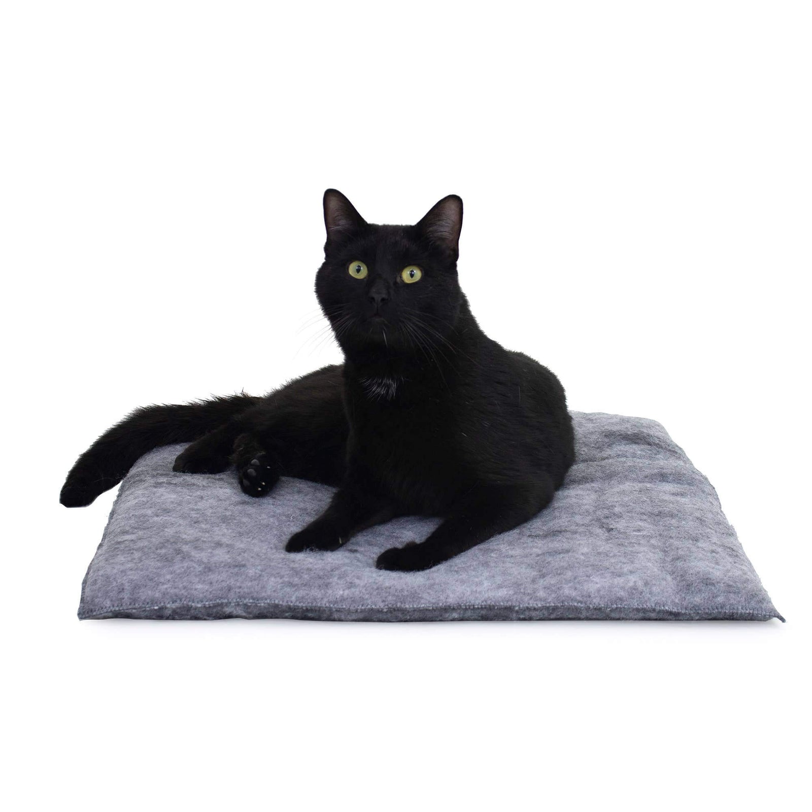 Black cat lying on a gray cushion against a white background