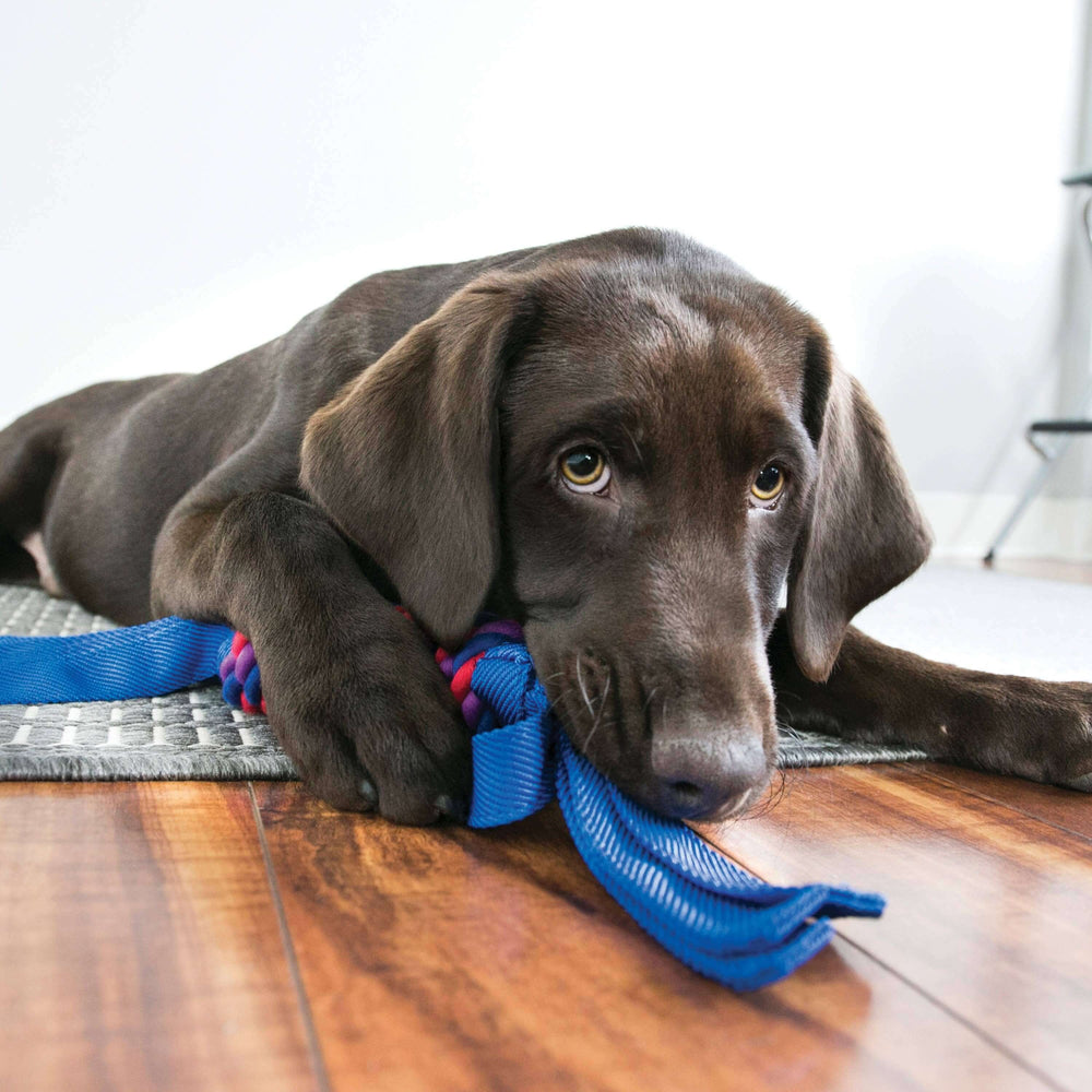 Dog chewing on a blue rope toy on a wooden floor.