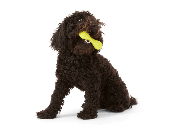 Dog holding a yellow toy in its mouth on a black background