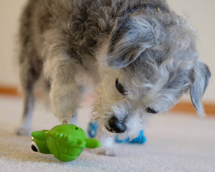 Dog investigating a green Cycle Dog 3-Play Turtle interactive dog toy indoors