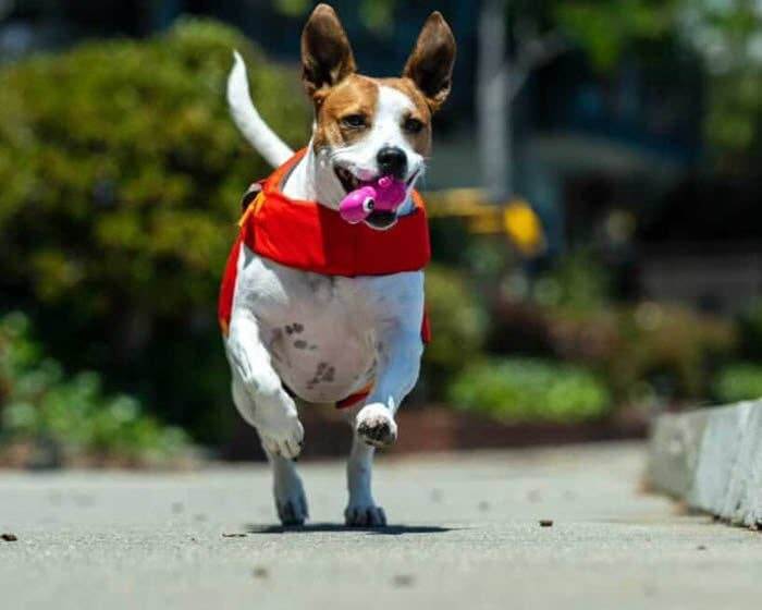 Dog running outdoors while carrying a pink Cycle Dog 3-Play Turtle dog toy