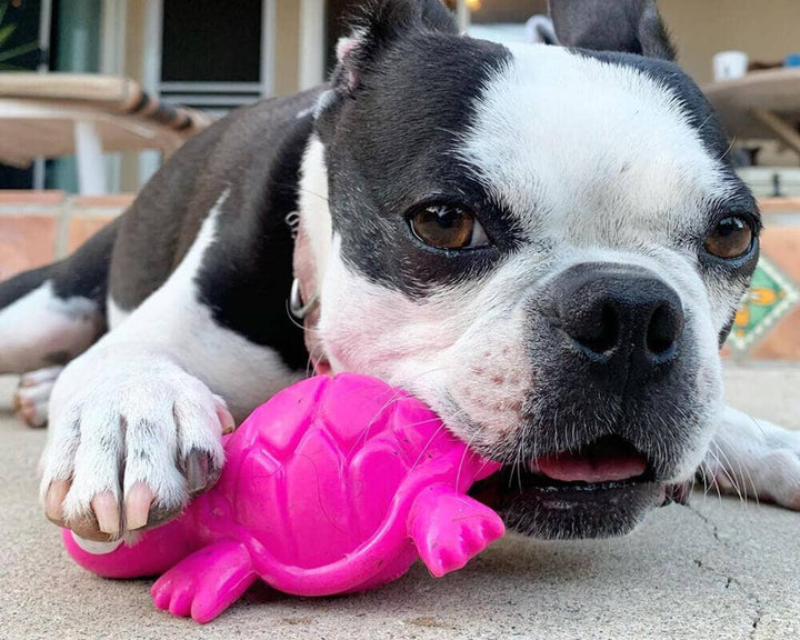 Dog playing with a pink Cycle Dog 3-Play Turtle interactive dog toy
