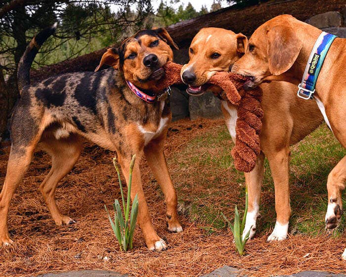 Three dogs playing tug-of-war with a Cycle Dog Duraplush Springy Squirrel tug toy outdoors