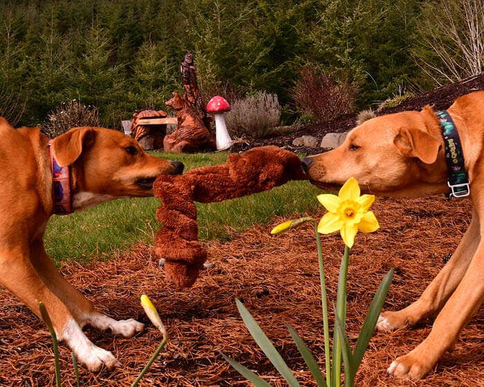 Two dogs playing tug-of-war with a Cycle Dog Duraplush Springy Squirrel dog toy outdoors