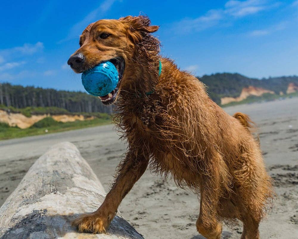 Wet dog holding a blue Cycle Dog High Roller ball while playing fetch on a beach