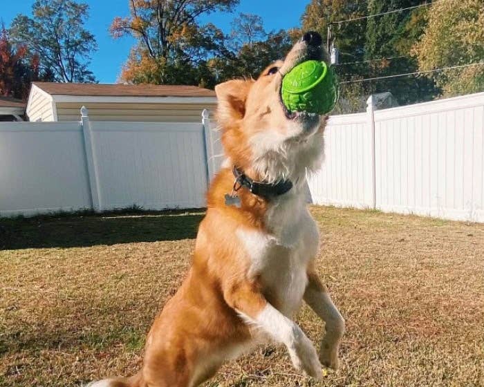 Dog catching a green Cycle Dog High Roller ball during outdoor fetch play