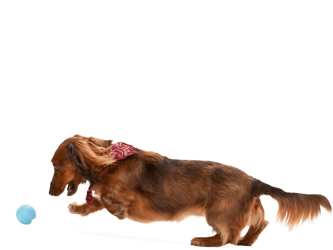 Dachshund running with a blue ball on a transparent background