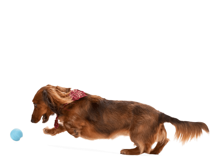 Dachshund running with a blue ball on a transparent background