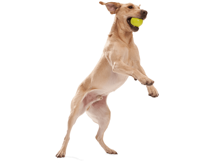 Dog jumping with a yellow ball in its mouth on a black background