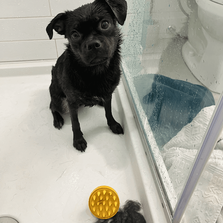 Wet black dog sitting in a shower next to Monty's yellow dog shampoo brush, highlighting gentle and effective pet grooming care.