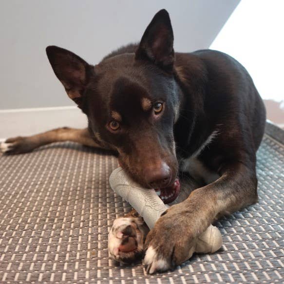 Large black and brown dog chewing on KONG ChewStix on a textured indoor rug—ideal for satisfying natural chewing instincts.