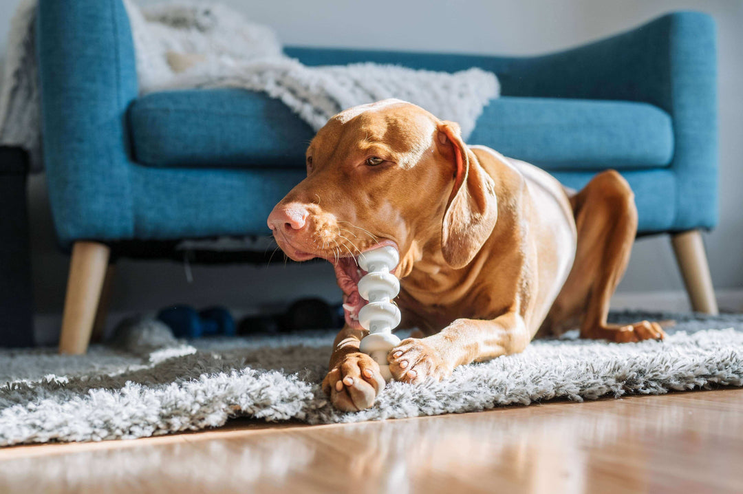 A dog lying on a rug, chewing on the Spunky Pup Clean Earth dumbbell toy, made from recycled plastic bottles and designed for durability.