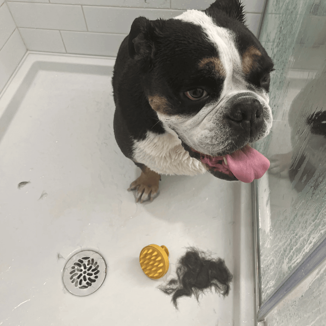 Wet bulldog in a shower with Monty's yellow dog shampoo brush and clump of fur, showcasing effective pet grooming and shedding care.