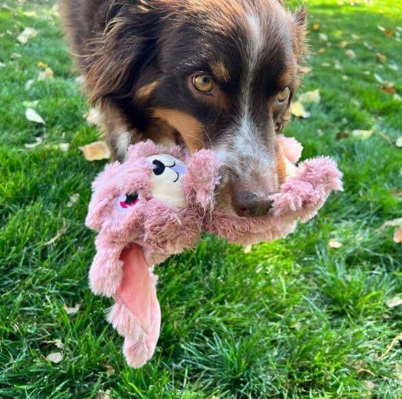 A playful dog holding a plush bunny toy with floppy ears in its mouth while standing on green grass, enjoying outdoor fun.