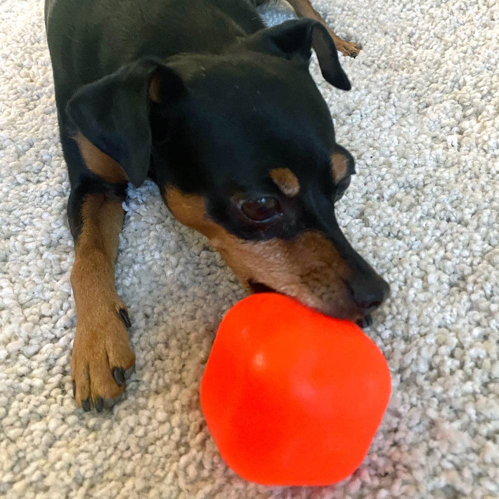 Dog playing with an orange cube dog toy on a carpeted floor