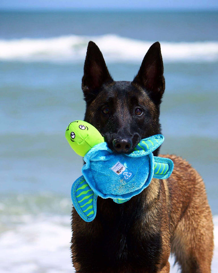 A dog on the beach holding a Spunky Pup Clean Earth turtle toy, crafted from recycled plastic bottles, eco-friendly, and perfect for play.