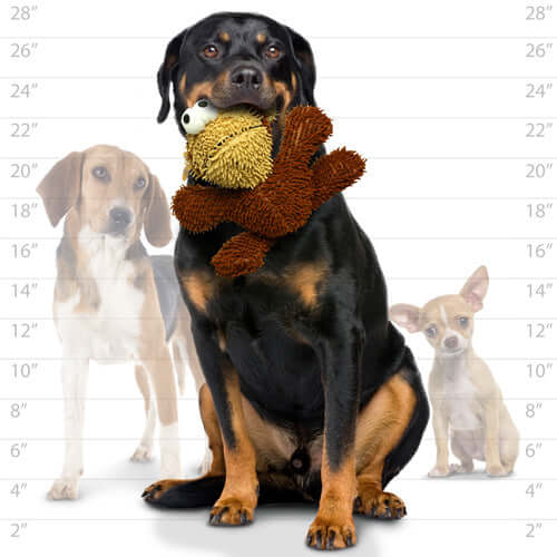 Large Rottweiler holding a monkey dog toy, with Beagle and Chihuahua behind to show toy size comparison.