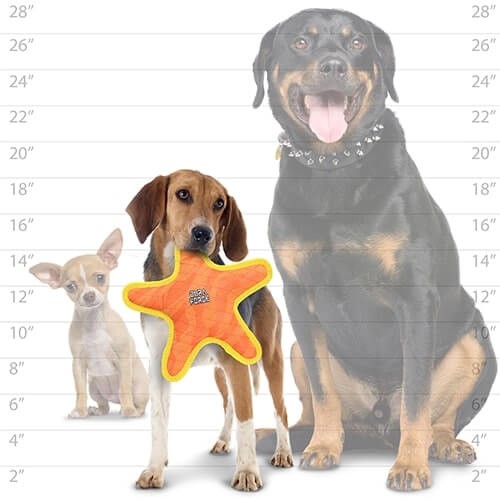 Medium-sized beagle holding the DuraForce starfish dog toy in mouth, shown alongside small and large dog sizes for scale.