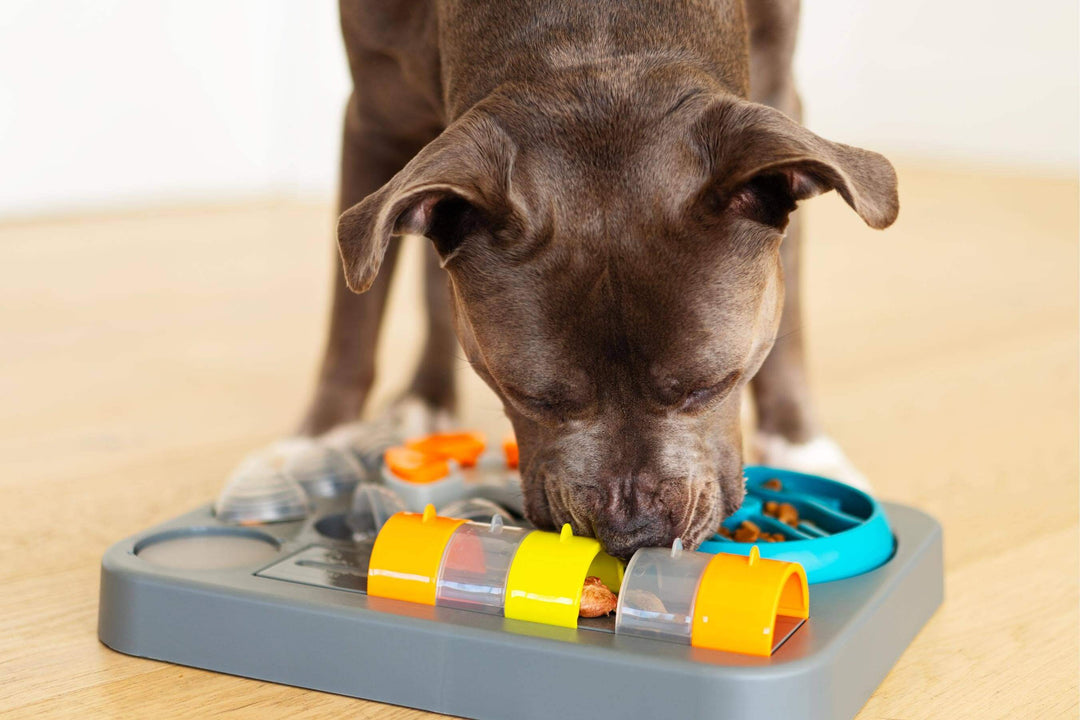 Dog searching for treats in the Messy Mutts Flip & Slide puzzle.
