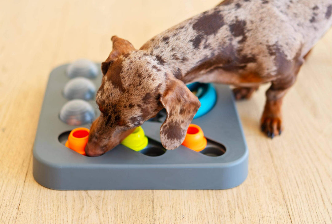 Dog using its nose to slide treat compartments on the Messy Mutts dog puzzle.
