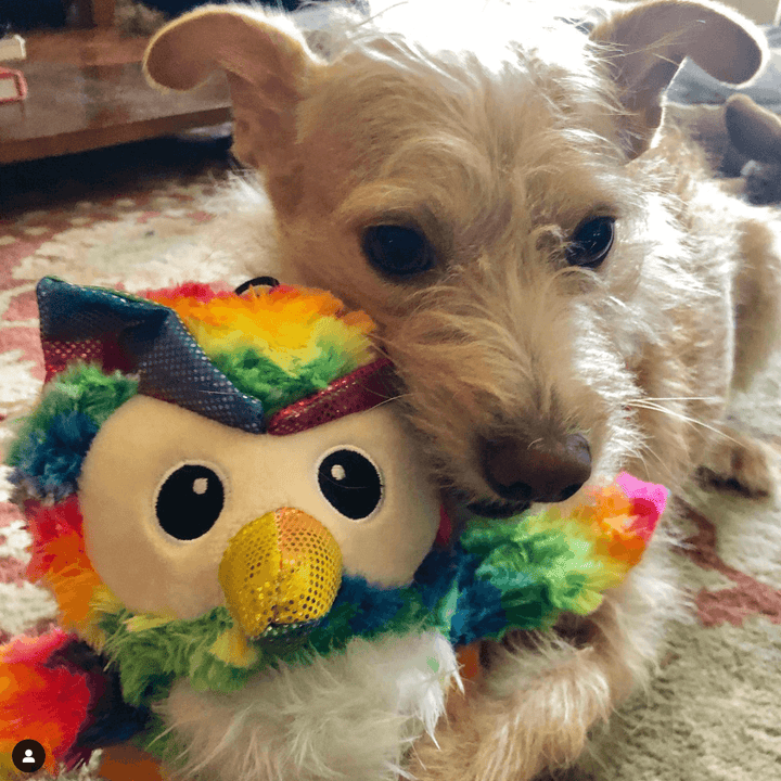 Dog holding a colorful owl plush toy on a patterned surface